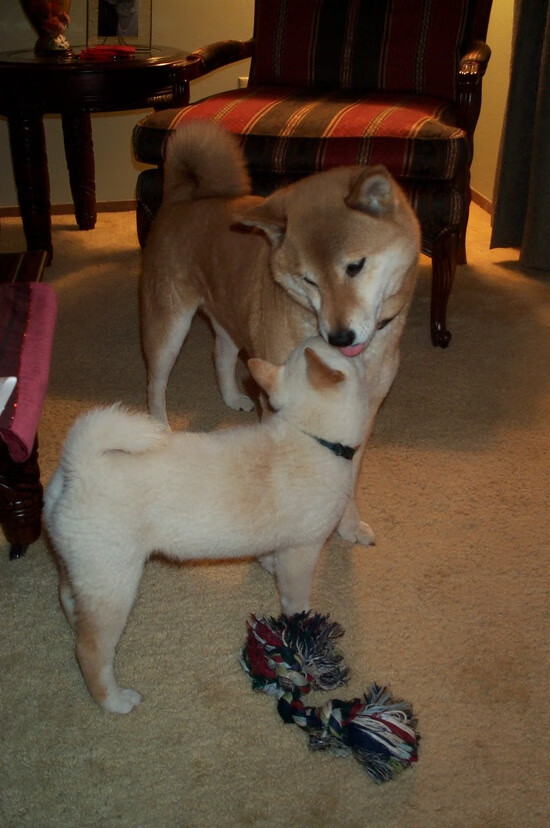 全国青少年铁人比赛青岛站圆满结束，2021青少年铁人三项比赛