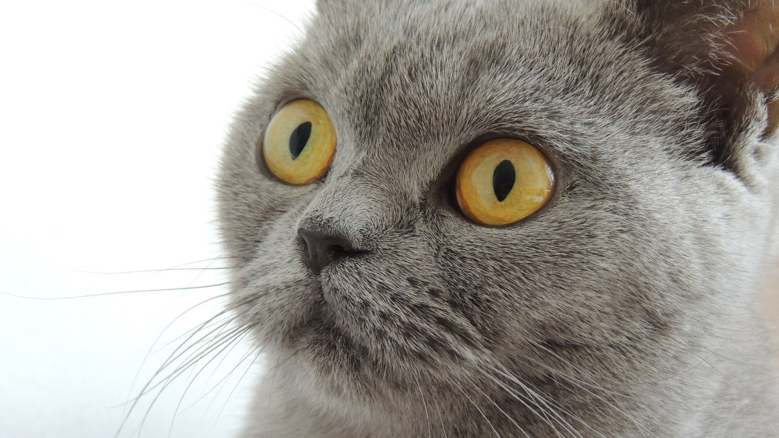 全国青少年铁人比赛青岛站圆满结束，2021青少年铁人三项比赛